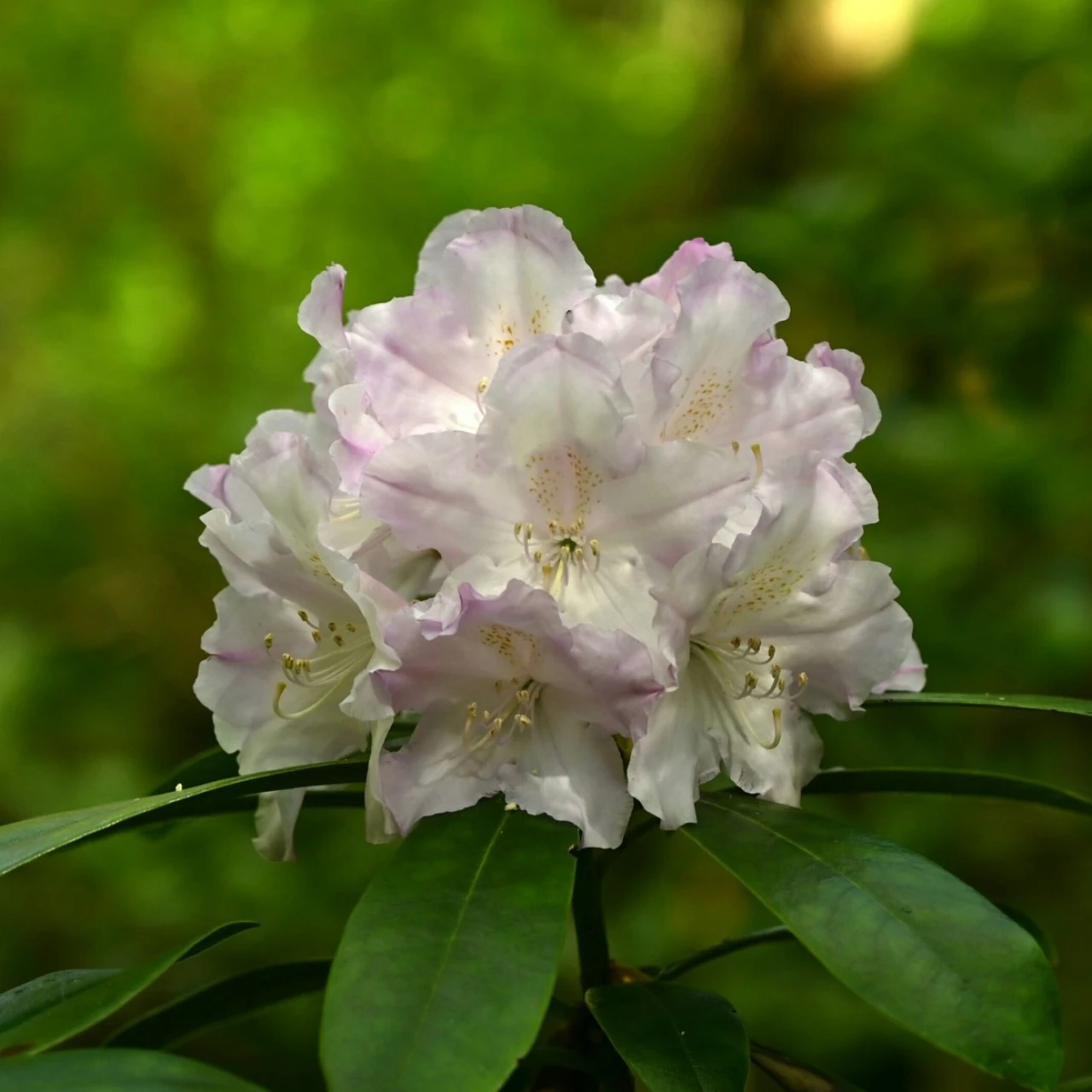 R. macrophyllum RB891